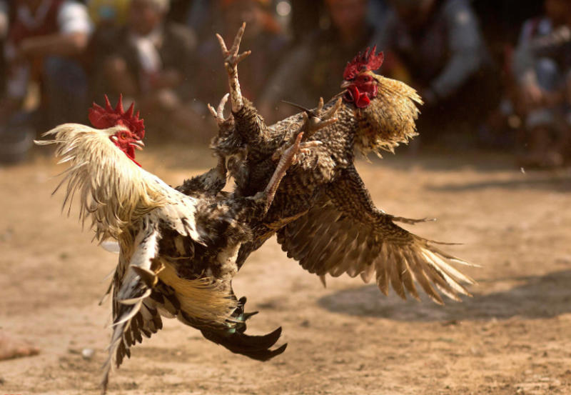 Các giống gà đòn hay nhất Việt Nam